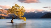 Wanaka Tree