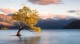 Wanaka Tree